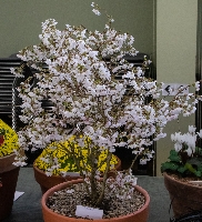 Prunus incisa